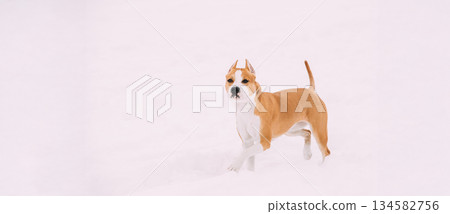 Dog American Staffordshire Terrier Standing In Snow At Winter Day 134582756