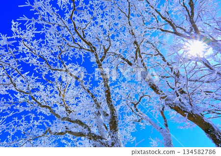 Hoarfrost, blue sky, and sunlight filtering through the trees (winter image, background material) 134582786