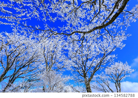 Hoarfrost and blue sky (winter image background material) Hoarfrost and blue sky (winter image background material) 134582788