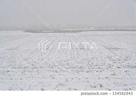 Photographing the scenery of autumn-sown wheat fields covered in snow in a snowstorm in Otobe, Hokkaido in winter Photographing the scenery of autumn-sown wheat fields covered in snow in a snowstorm in Otobe, Hokkaido in winter 134582843