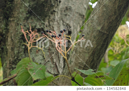 山茱萸果實 山茱萸果實 134582848