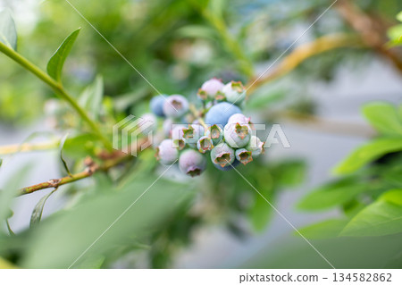blueberry picking images blueberry picking images 134582862