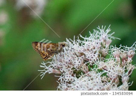A common skipper butterfly sucking nectar from a Japanese laurel tree A common skipper butterfly sucking nectar from a Japanese laurel tree 134583094
