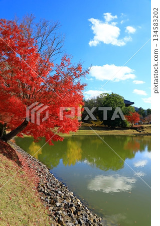 Nara Park, Todaiji Precinct, Autumn leaves and Daibutsu Pond Nara Park, Todaiji Precinct, Autumn leaves and Daibutsu Pond 134583202