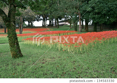吉野公園和盛開的朱頂紅花簇 134583330