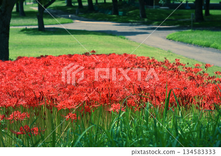 Bright red cluster amaryllis 134583333