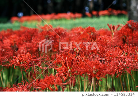 群集孤挺花盛開在公園裡 134583334