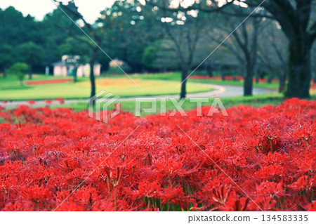 吉野公園和美麗的彼岸花 134583335
