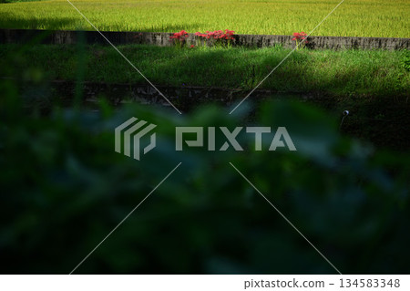Early autumn scenery Early autumn scenery 134583348