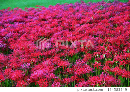 Past the season for red spider lilies Past the season for red spider lilies 134583349