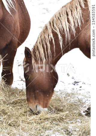Photographing Bamba horses grazing in Otobe, Hokkaido in winter Photographing Bamba horses grazing in Otobe, Hokkaido in winter 134583591