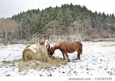 Photographing Bamba horses grazing in Otobe, Hokkaido in winter 134583595