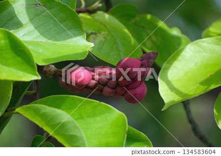 Baked fruit Baked fruit 134583604