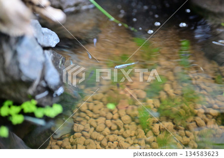 Akadama soil and killifish biotope 134583623
