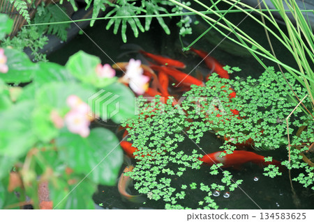 秋海棠和金魚池 134583625