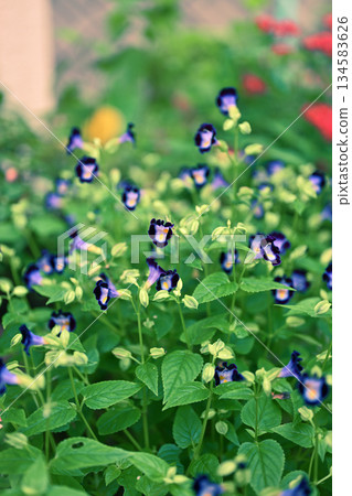 Cute Torenia flowers Cute Torenia flowers 134583626
