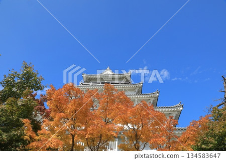 View of Shimabara Castle tower decorated with autumn leaves 134583647