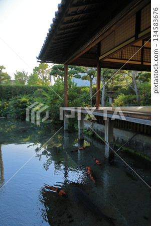 Scenery of the pure pond with Nishikigoi swimming in Shimabara Spring Water Garden Shimeiso 134583676
