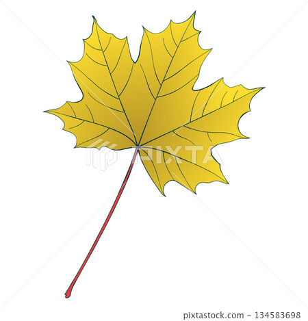 Hand-drawn gold fall colored single maple leaf isolated on white background. Flat line style vector illustration. Hand-drawn gold fall colored single maple leaf isolated on white background. Flat line style vector illustration. 134583698