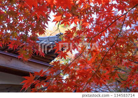 Sanmon wrapped in autumn leaves 134583714