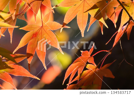 改變葉子的Momiji 134583717