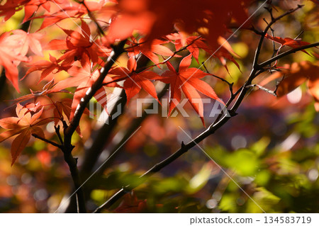 改變葉子的Momiji 134583719