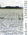 Photographing the snow-covered autumn wheat fields in Otobe, Hokkaido in winter 134583782