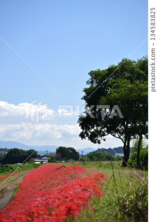 小口太田美麗的簇生朱頂紅花 134583825