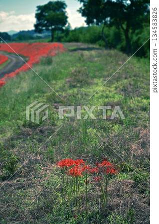 在艦隊上綻放的群集孤挺花 134583826