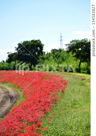 小口太田的簇生朱頂紅花景 134583827