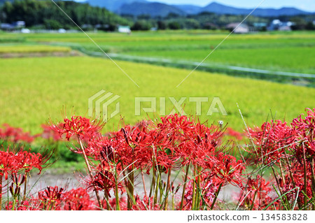 Cluster amaryllis blooming in a rice field 134583828
