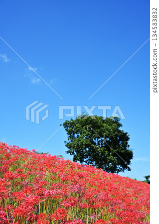 Beautiful cluster amaryllis on a sunny day Beautiful cluster amaryllis on a sunny day 134583832