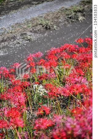 White among red: red spider lilies 134583833