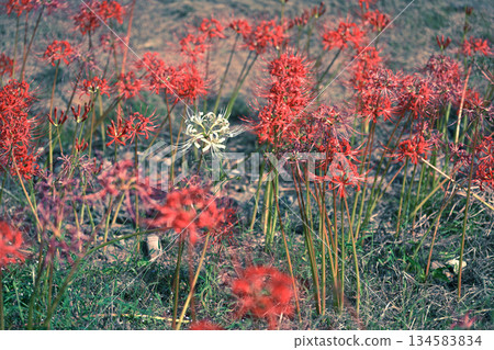 白色簇生朱頂紅在紅色花叢中盛開 134583834