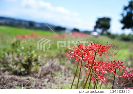 可愛的紅蜘蛛百合在山脊上綻放 134583835