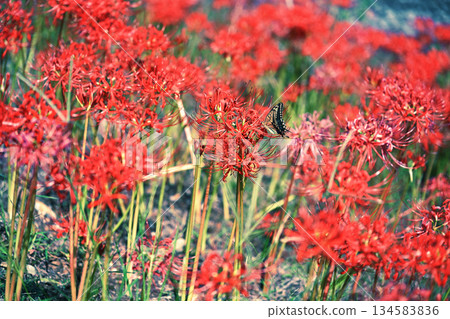 Bright red spider lilies and swallowtail butterflies Bright red spider lilies and swallowtail butterflies 134583836