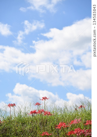 Beautiful clouds and red spider lilies 134583843