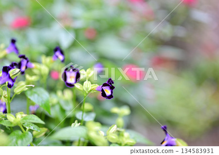 可愛的藍星花 134583931