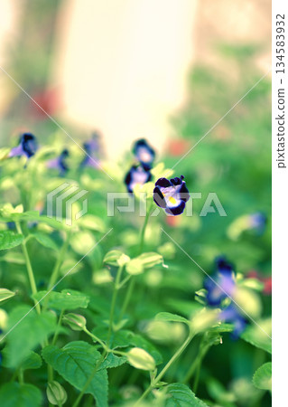 Torenia盛開 134583932