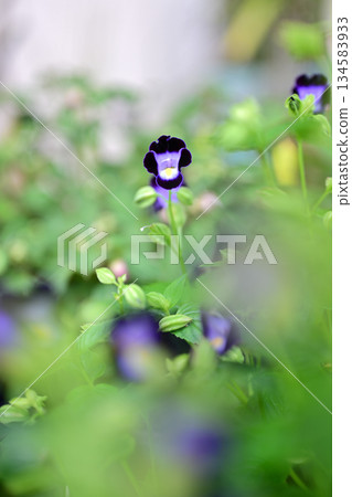 小藍星花瓣 134583933