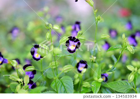 盛開的藍星花 134583934