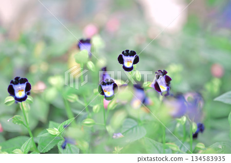 夏日可愛的托雷尼亞 134583935