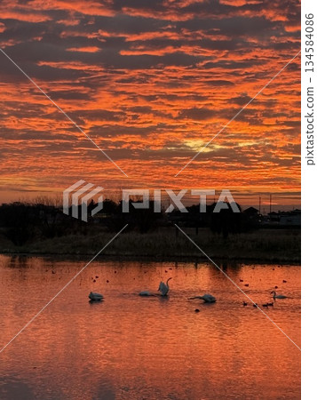 A quiet morning moment with the sky dyed in the morning glow and swans reflected on the water's surface A quiet morning moment with the sky dyed in the morning glow and swans reflected on the water's surface 134584086