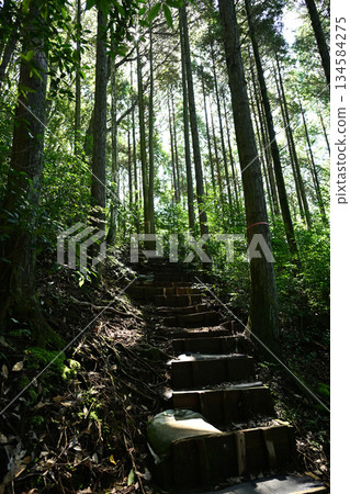 Forest bathing stairs Forest bathing stairs 134584275