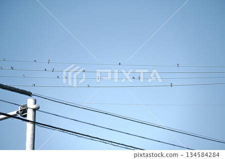 燕子在飛往外國前 134584284