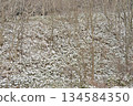 Photographing the snow-covered bamboo thicket in Otobe, Hokkaido in winter 134584350