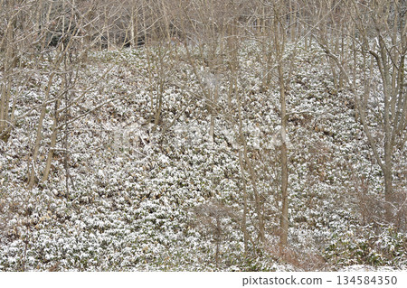 冬季在北海道乙部拍攝白雪覆蓋的竹林 冬季在北海道乙部拍攝白雪覆蓋的竹林 134584350