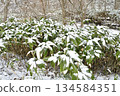 Photographing the snow-covered bamboo thicket in Otobe, Hokkaido in winter 134584351