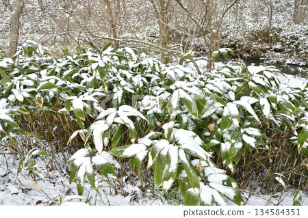 冬季在北海道乙部拍攝白雪覆蓋的竹林 冬季在北海道乙部拍攝白雪覆蓋的竹林 134584351