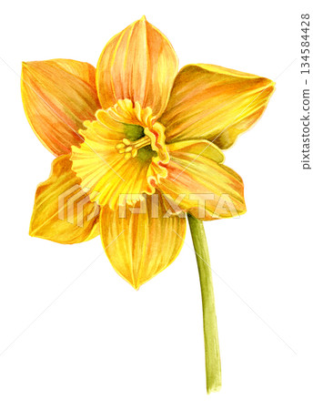 Narcissus flower yellow, painted with watercolor, botanical. for postcards, packaging of cosmetics brand, perfume, paper and household goods 134584428